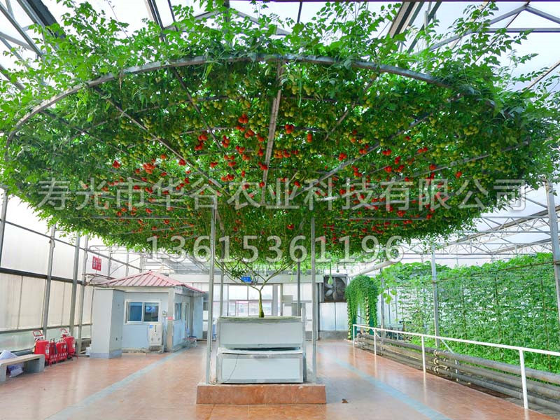 樹 西紅柿