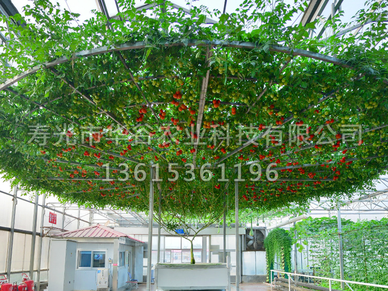 樹(shù) 西紅柿