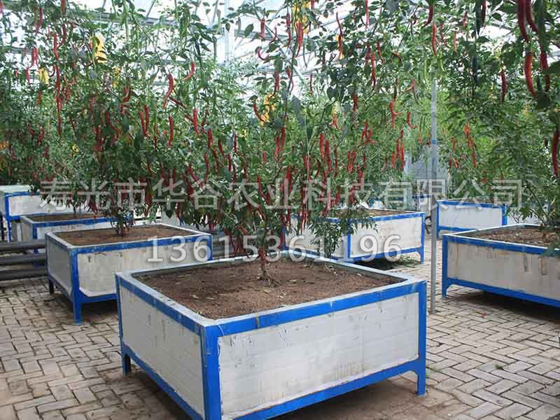 樹(shù) 辣椒